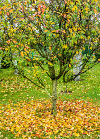 colorful autumn leaves lying under a cherry tree in the garden closeup at full frameの写真素材