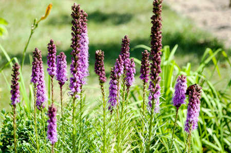 a group of pink spiky liatra flowers blooming in the park, lit by the spring sun, against a background of green vegetationの写真素材