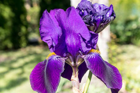 purple iris flower in full bloom growing on the ground in the garden in spring time close-up full...