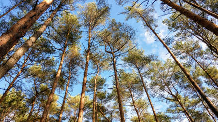 large tall trees in the forest against the blue sky and sunshine autumn colors