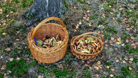 mushroom picking, two baskets with mushrooms collected in a forest clearing next to a birch treeの写真素材
