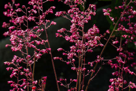 a group of pink flowers in the shape of tiny bells growing in the garden
