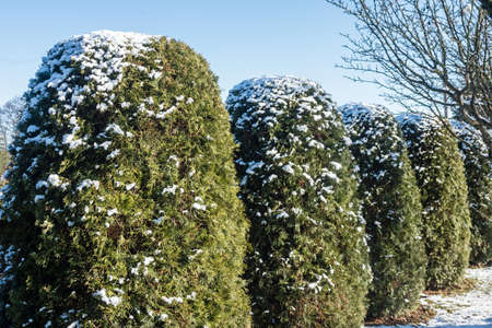 view of a fragment of the garden in winter. Tuya bushes growing there, covered with white snow,...