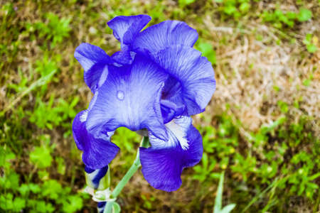 a large blue iris flower growing on the ground in a garden in full bloom in the spring sunshineの写真素材