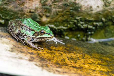 green frog in the spring sun on the shore of a water reservoirの写真素材