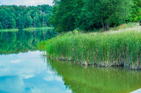 View of the lake and trees on a summer day