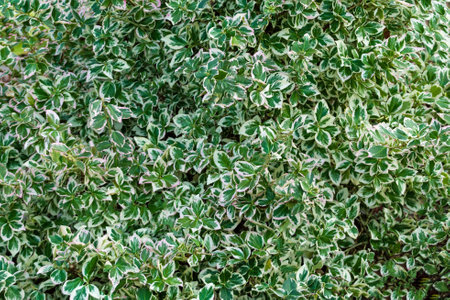 texture from small two-colored leaves lit by the autumn sunの写真素材