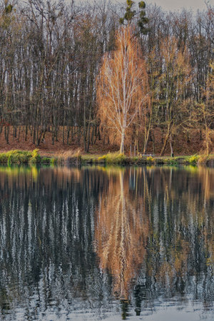 Reflection of autumn trees in the lake. Beautiful nature background.の写真素材