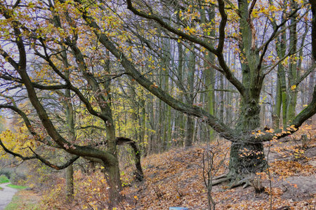 Old oak trees in the autumn forest, close-up view.