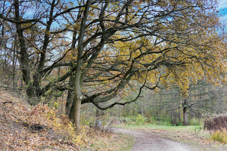 Autumn landscape with a road in the middle of the forest.