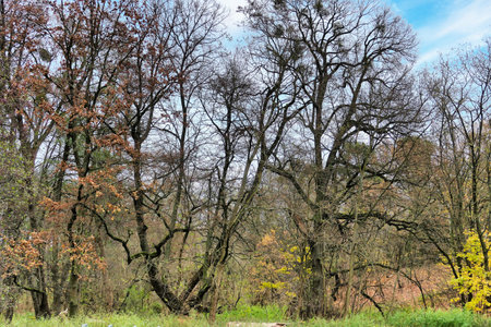 Trees in the autumn forest on a background of blue sky.