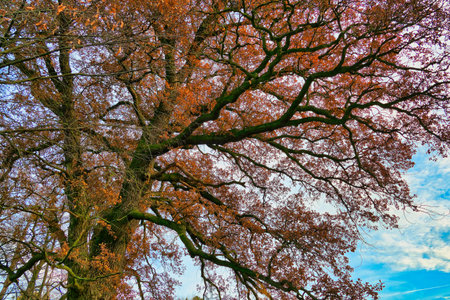 Oak tree in autumn colors, close-up view of the branchesの写真素材
