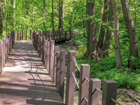 Wooden bridge in the green forest in the spring, close-upの写真素材