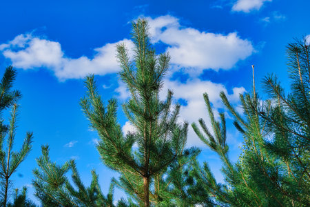 Pine tree on blue sky background. Pine branch on blue sky backgroundの写真素材