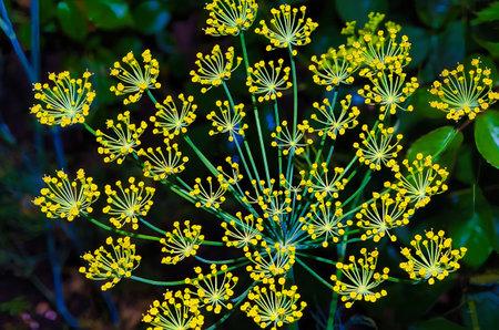 Fennel flowers in the garden. Close up. Macro.