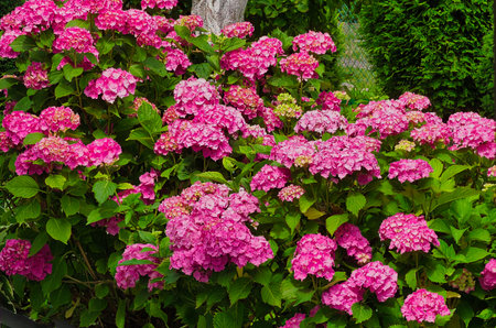 Pink hydrangea flowers in the garden on a summer dayの写真素材