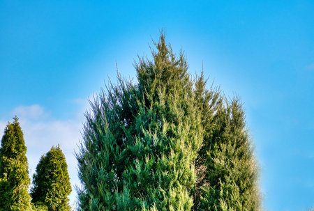 Green thuja tree against the blue sky. Nature background.
