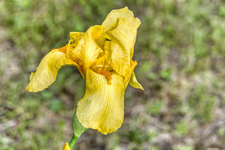 Yellow iris flower on a green meadow. Close-up.
