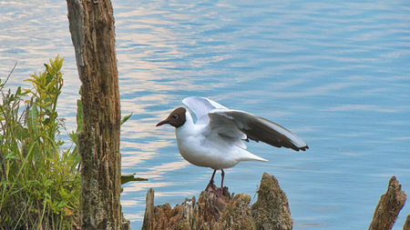 Seagull on a log in the lake at sunset time.