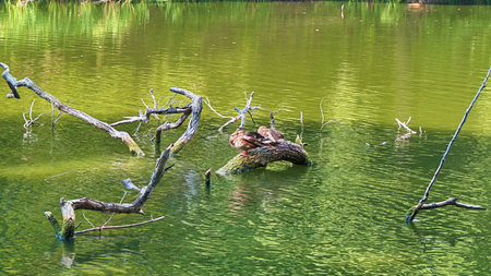 Pond in the park with ducks on a tree trunk and a branchの写真素材