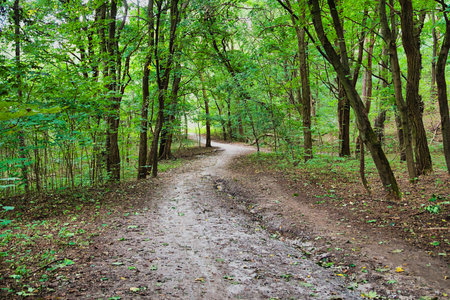 dirt road in green forest with tree trunks and green foliage