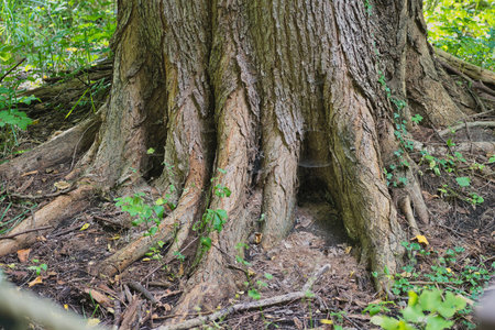 Old big tree in the forest, close-up of the roots