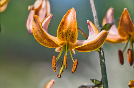 Close up of Lilium lancifolium flower, Thailand.の写真素材
