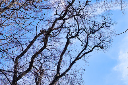 Branches of a tree without leaves against the blue sky in winterの写真素材