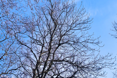 tree branches against the blue sky in winter, closeup of photo