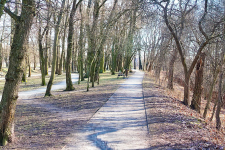 Path in the park in springtime. Sunny day in early spring.