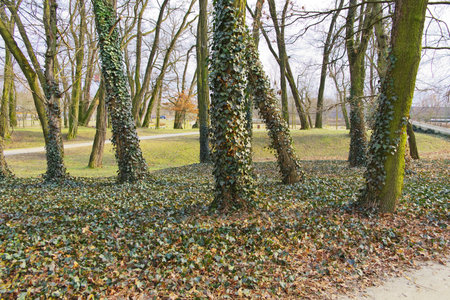 Trees covered with ivy in a park in winter, Netherlandsの写真素材