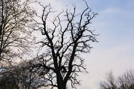 Silhouette of a bare tree against the blue sky in winter