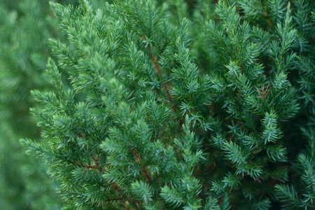 Needles of a bright green Christmas tree