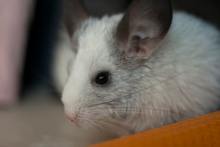 A small white chinchilla on a dark backgroundの写真素材