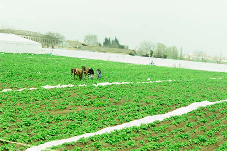 agricultural field. cloudy sky, ready for working in the field . working with a horse