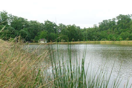beautiful view of the lake and forestの写真素材