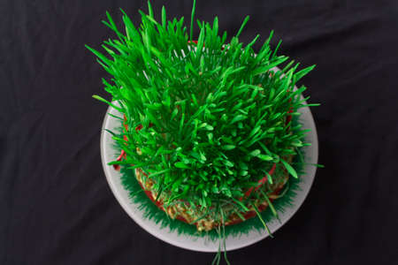 Novruz holiday, Traditional fresh green grass samani - symbol of spring and Novruzの写真素材