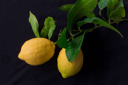 Ripe whole yellow lemon citrus fruit with green leaf isolated on white background.  Full depth of field.の写真素材