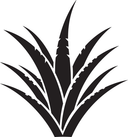 Healing Essence Black Vector Aloe Plant Herbal Renewal Aloe Vector Emblemのイラスト素材