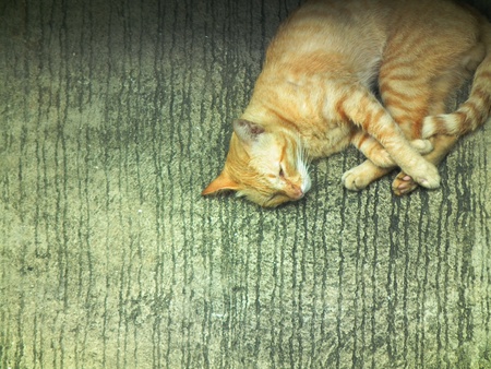 stripedの写真素材
