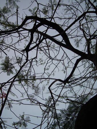 shadowed tree 005の写真素材