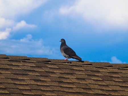 Pigeon climbing the steplike roof tiles.の写真素材