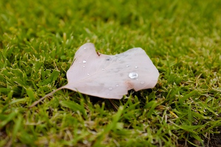 Fallen leaf on grass with water dropsの写真素材