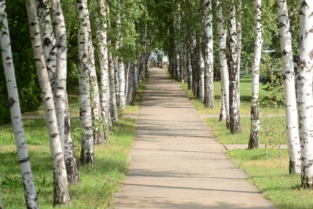 Birch alley and nature in summerの写真素材