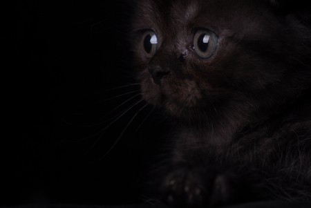 Fluffy black kitten on a black background. Photo in studioの写真素材