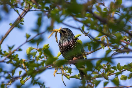Spring Beautiful Bird Starling On A Branch Of A Birch Tree Close