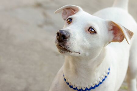 Dog Breeds Jack Russell Terrier Expressive Look Closeの写真素材