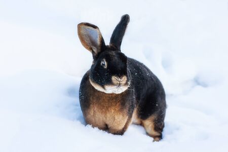 Beautiful Rex rabbit on snow close-upの写真素材