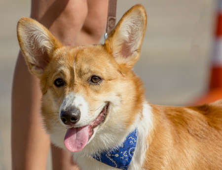 Welsh Corgi dog in a blue bandana close-up