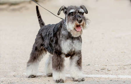 Dog breed mittel schnauzer at the exhibition close-upの写真素材